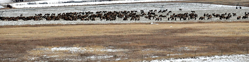 Elk herd on O'Hair Ranch